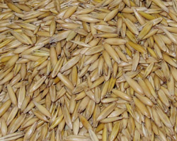 F&uuml;tterung: Die Bedeutung des Hafers in der Pferdef&uuml;tterung